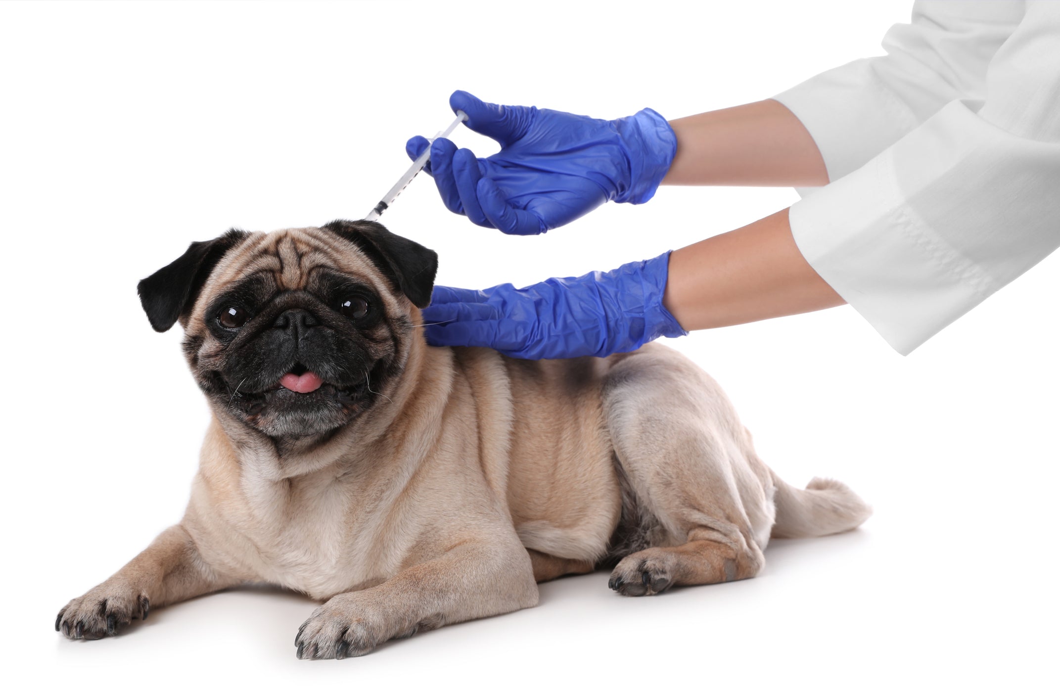Vacunación a Domicilio® — Médico Veterinario a tu puerta 🐾