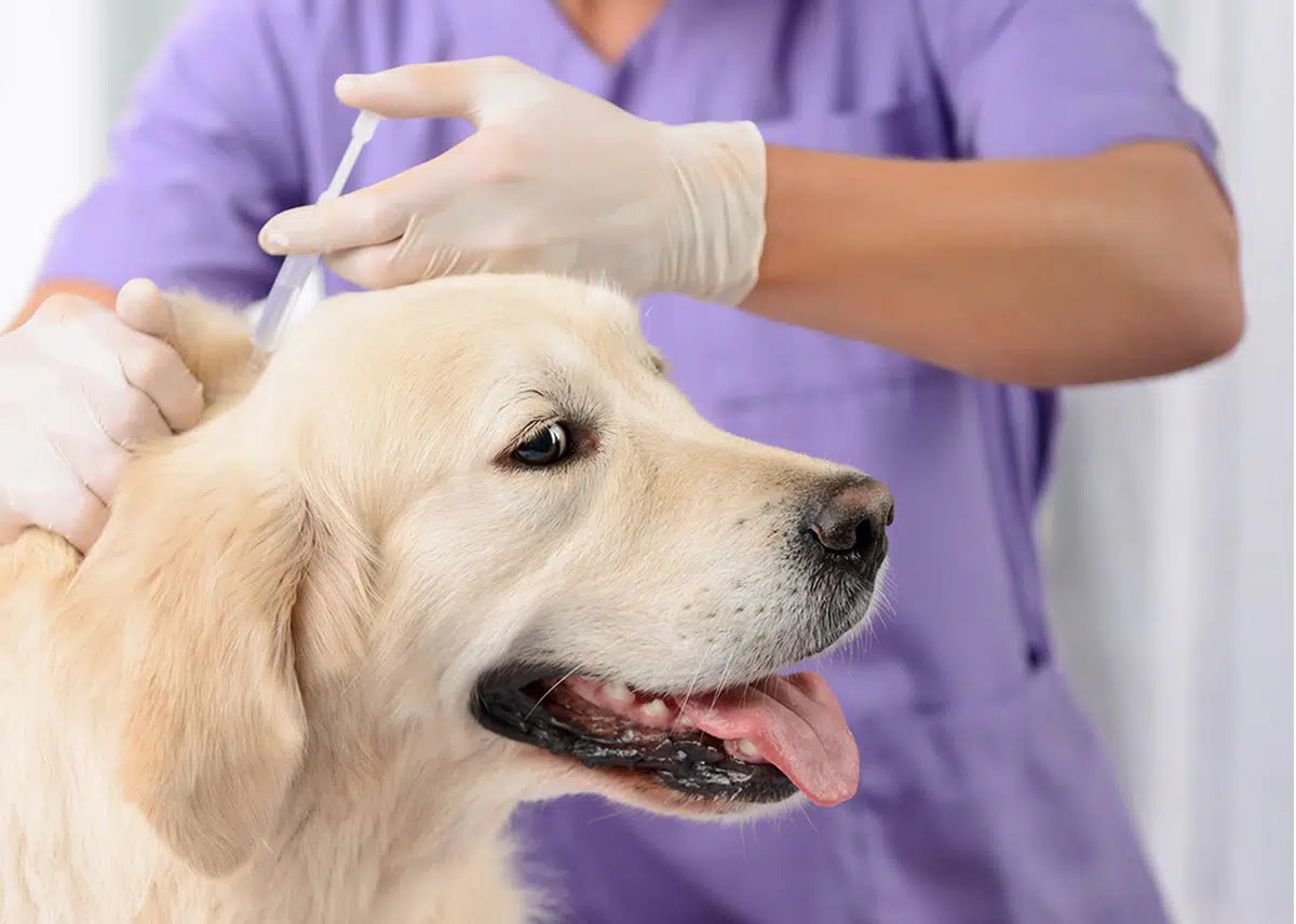Vacunación a Domicilio® — Médico Veterinario a tu puerta 🐾