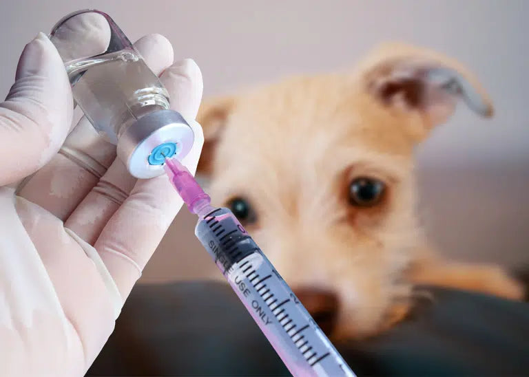 Vacunación a Domicilio® — Médico Veterinario a tu puerta 🐾