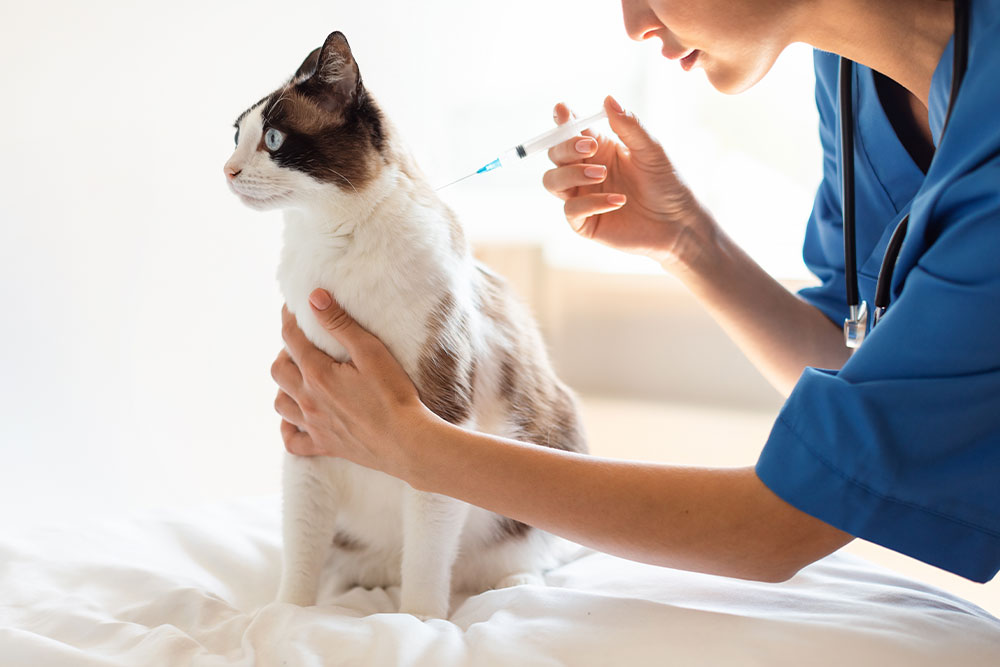 Vacunación a Domicilio® — Médico Veterinario a tu puerta 🐾